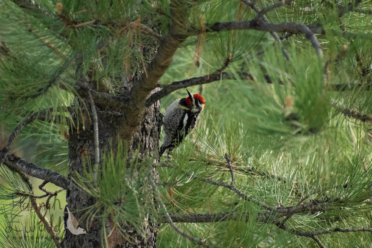 Red-naped Sapsucker - ML639043787