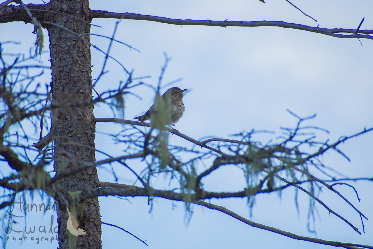 Swainson's Thrush - ML639043788