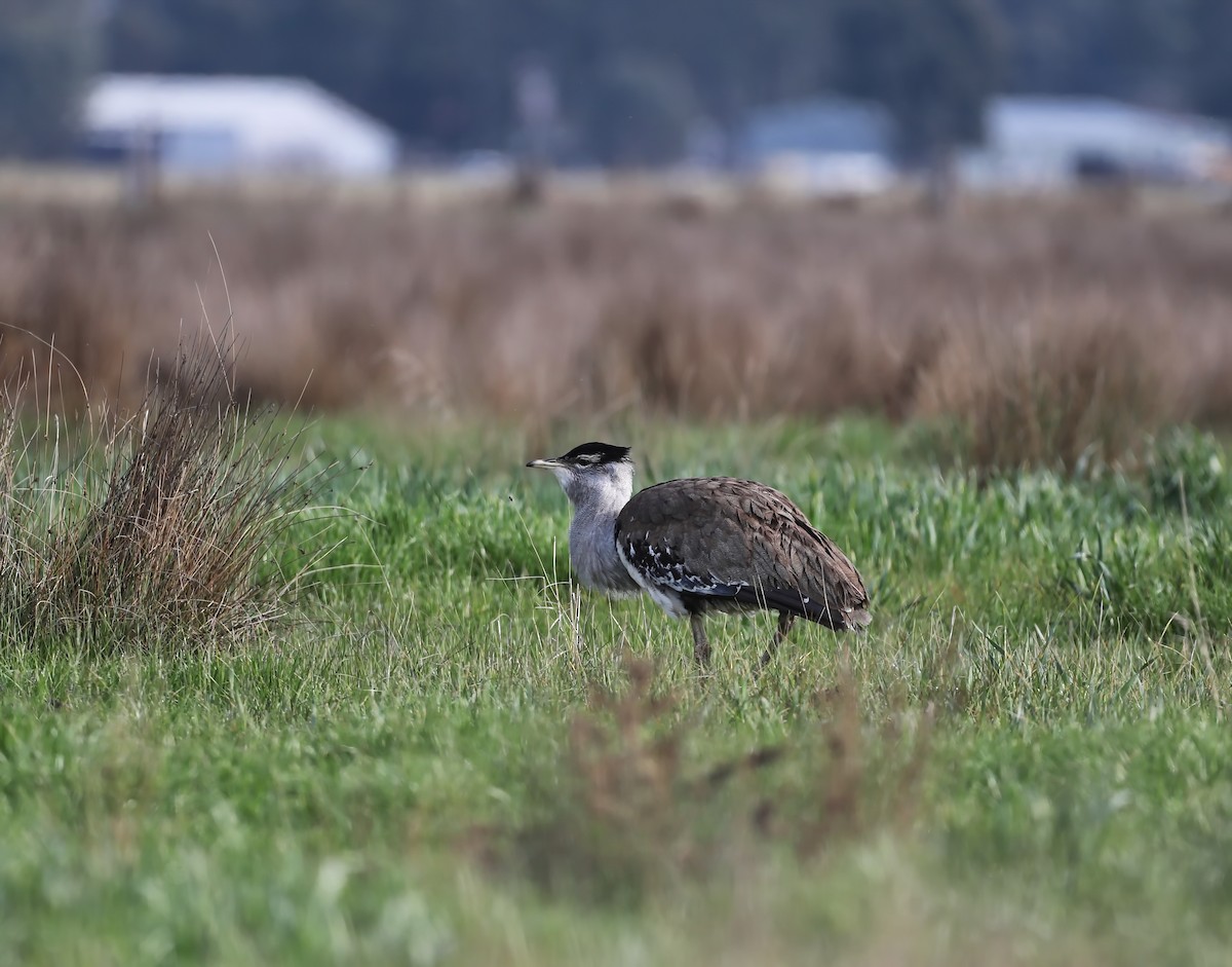 Australian Bustard - ML639043843