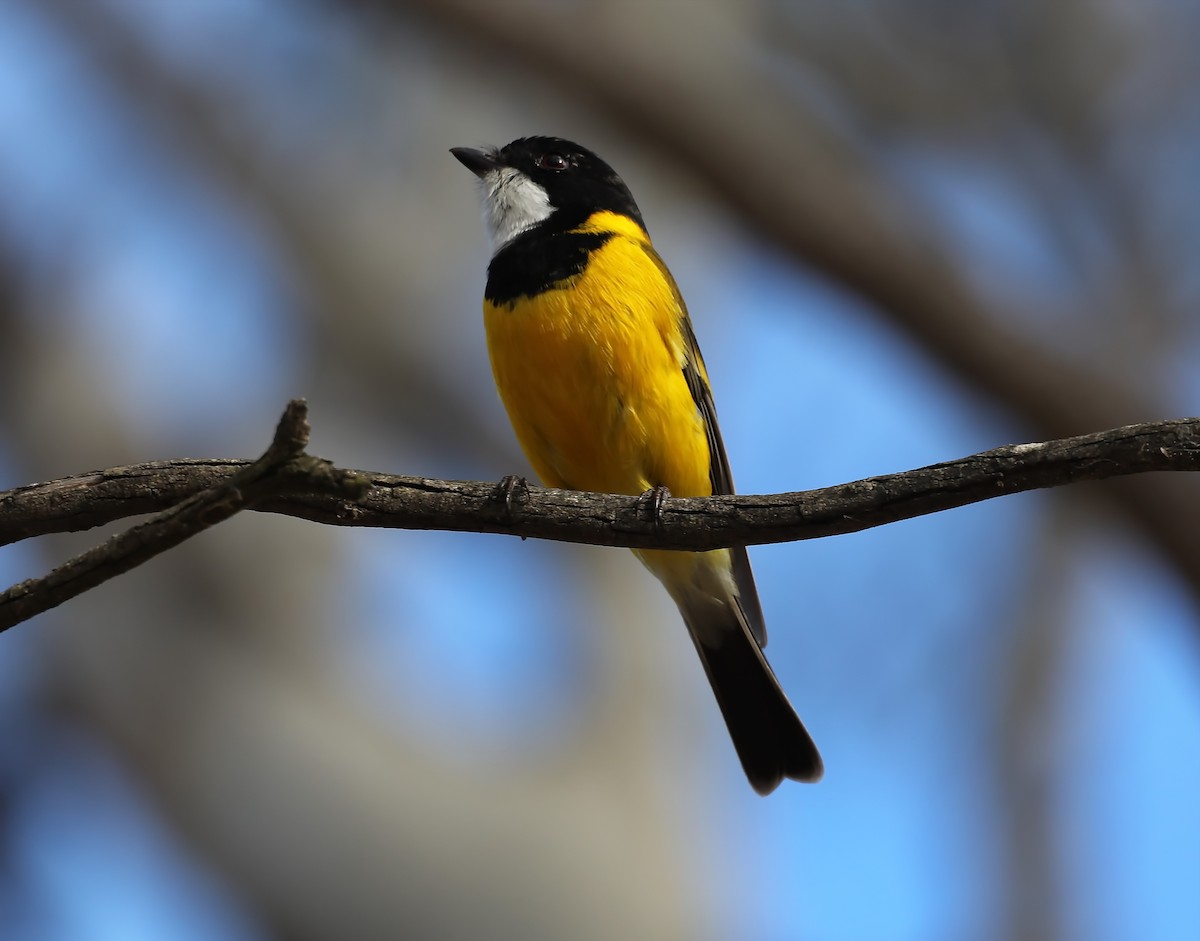 Golden Whistler - ML639043871