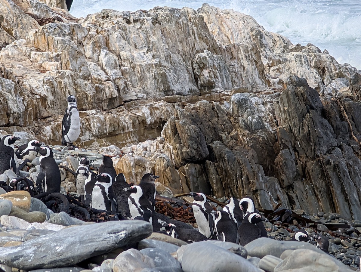 African Penguin - ML639043872