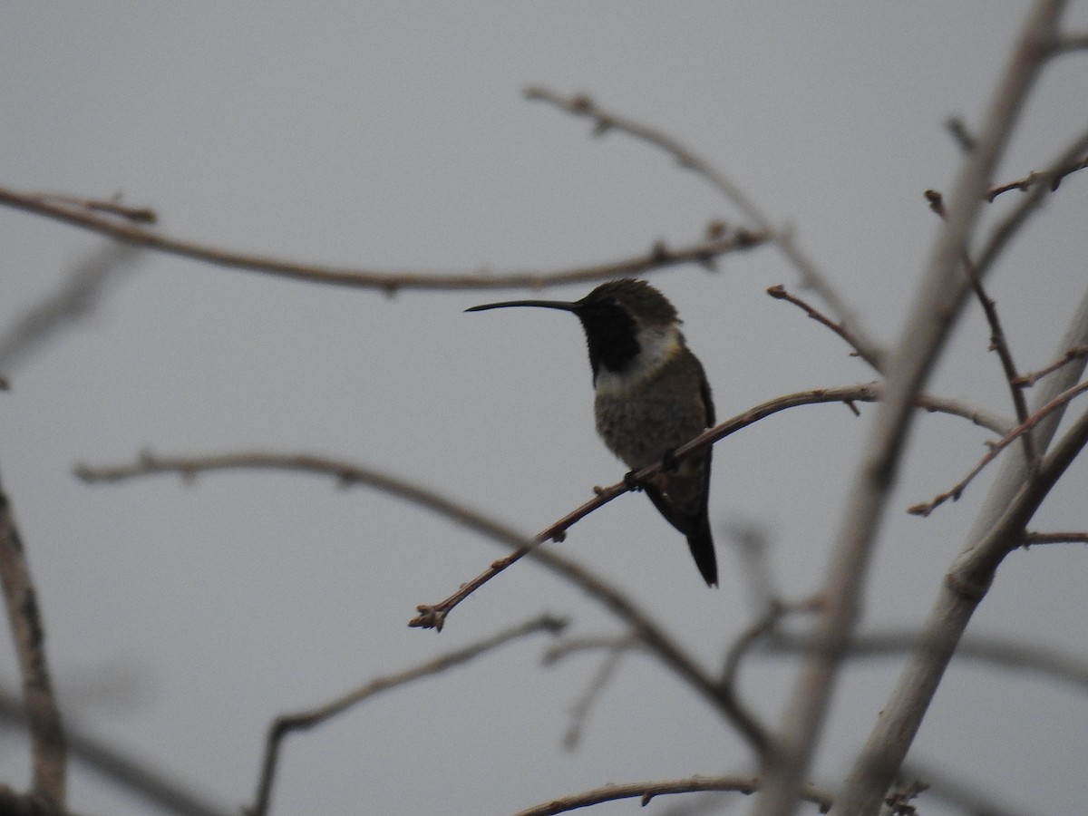 Lucifer Hummingbird - ML639043884