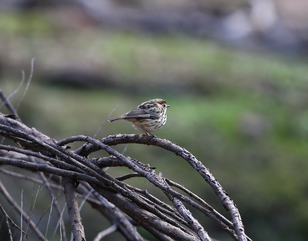 Speckled Warbler - ML639043899