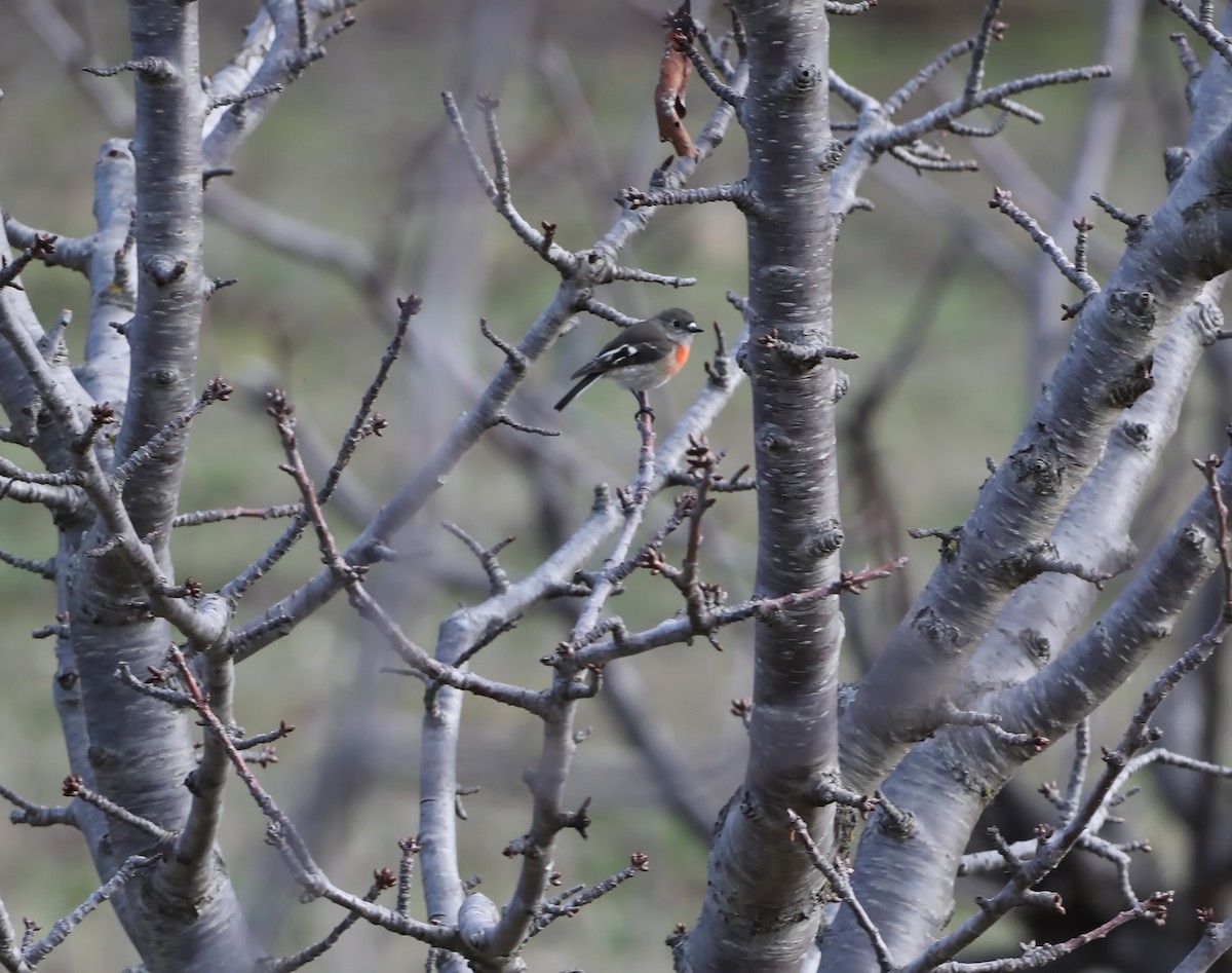 Scarlet Robin - ML639043920