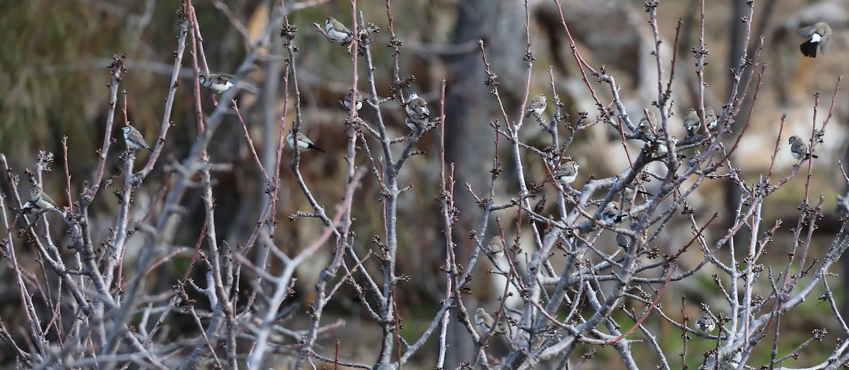 Double-barred Finch - ML639043927