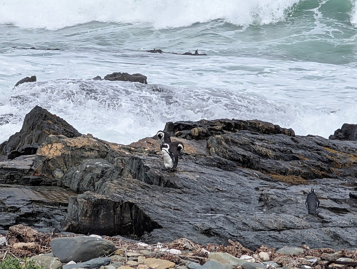 African Penguin - ML639044001