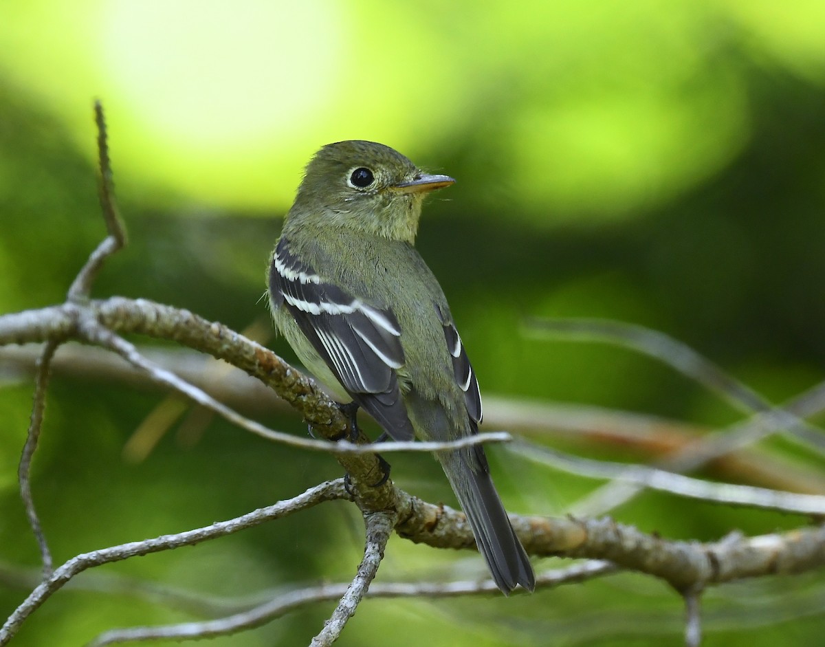 Yellow-bellied Flycatcher - ML639044011