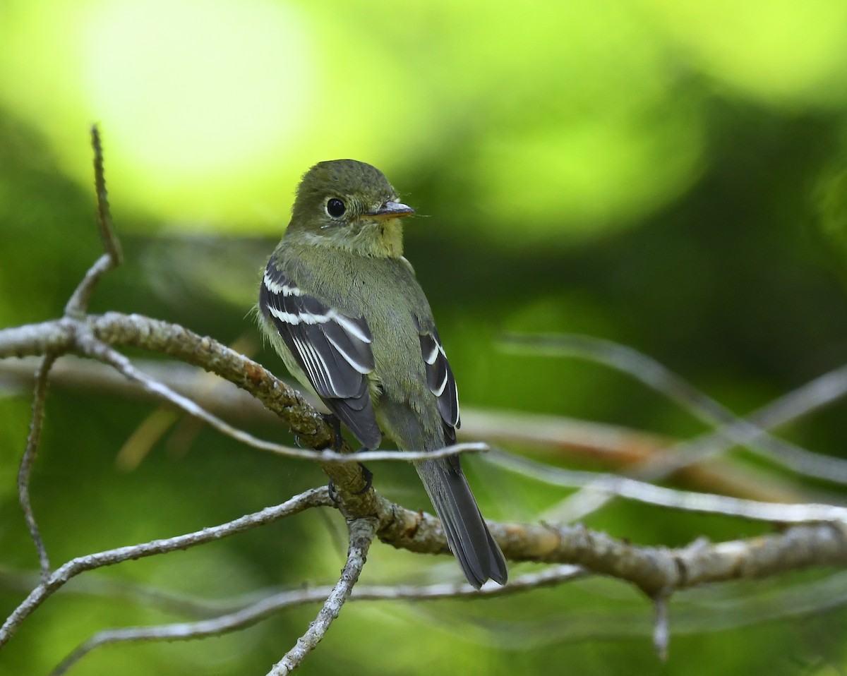 Yellow-bellied Flycatcher - ML639044013