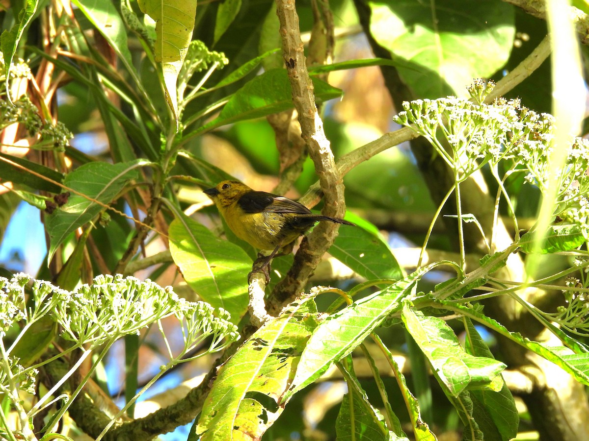Yellow-headed Brushfinch - ML639044028