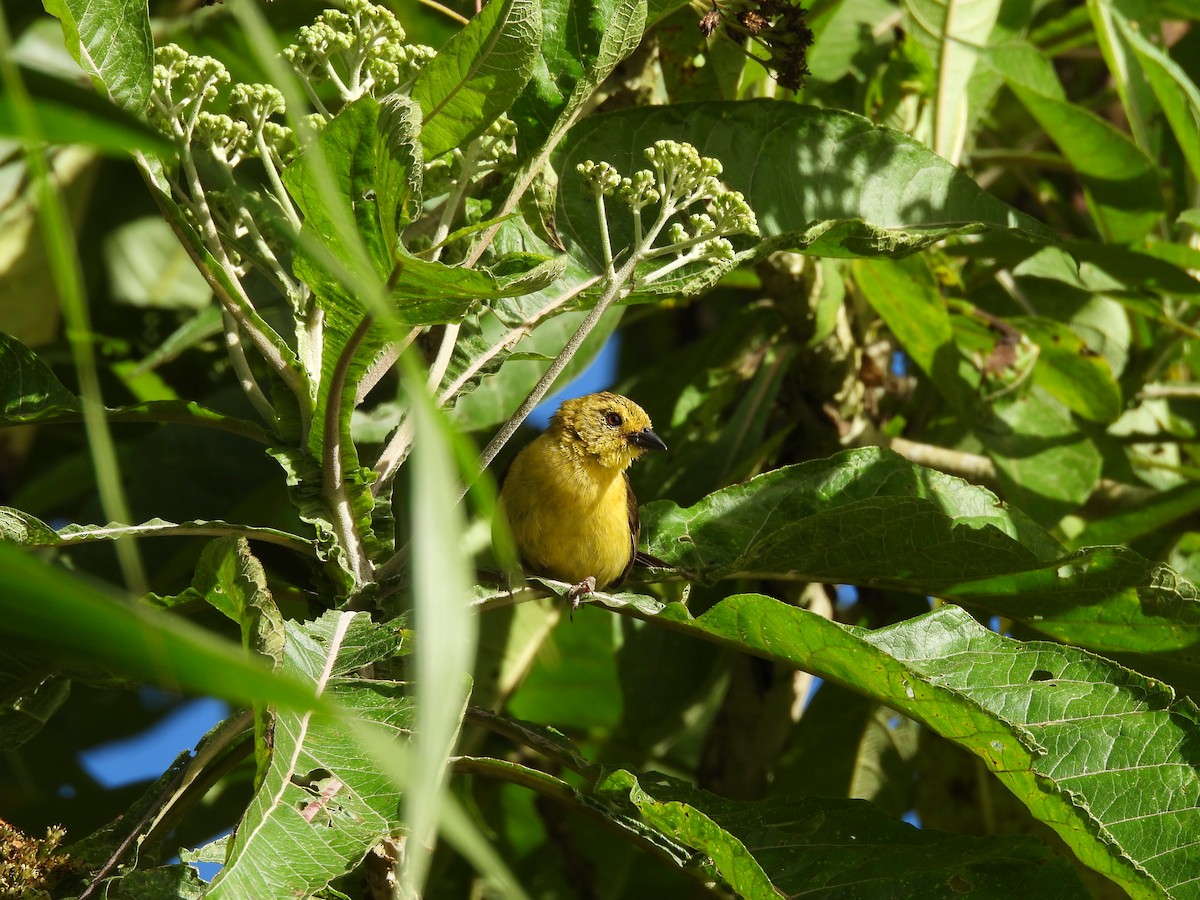Yellow-headed Brushfinch - ML639044030