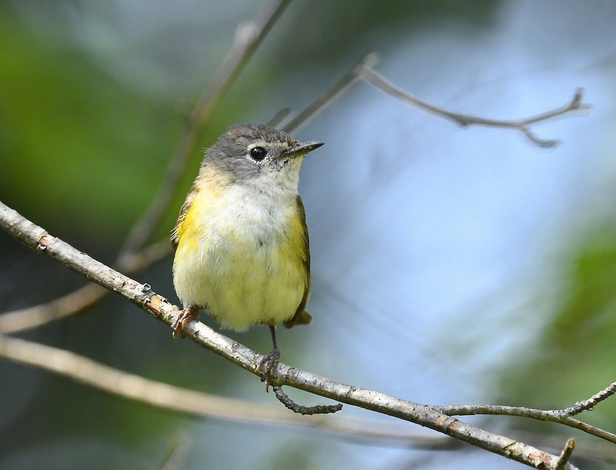 American Redstart - ML639044034