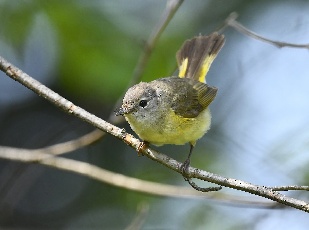 American Redstart - ML639044035