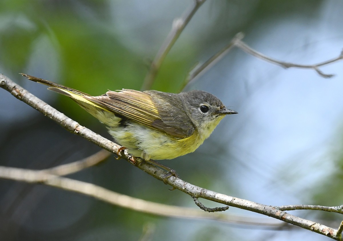 American Redstart - ML639044036