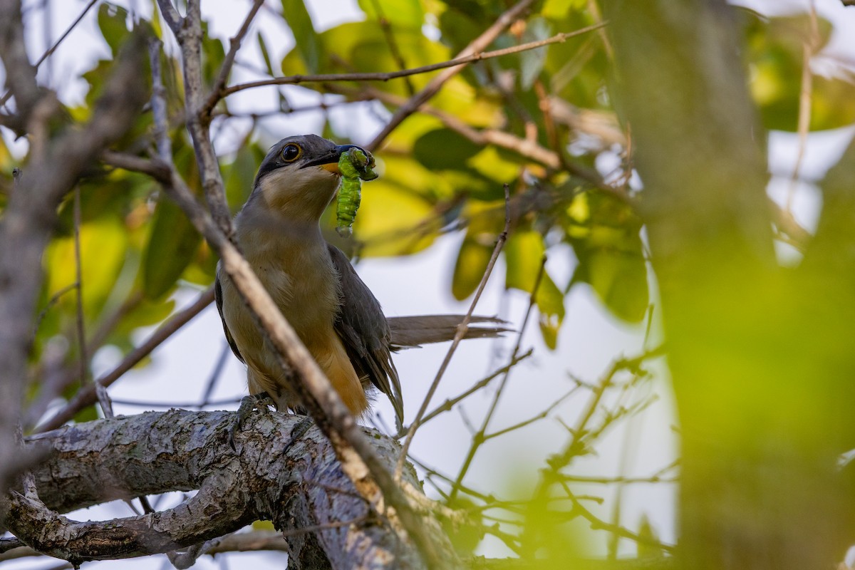 Mangrove Cuckoo - ML639044125