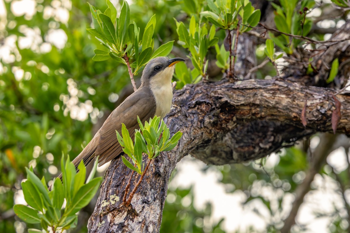 Mangrove Cuckoo - ML639044126