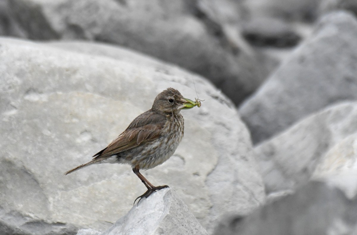Rock Pipit - ML639044147