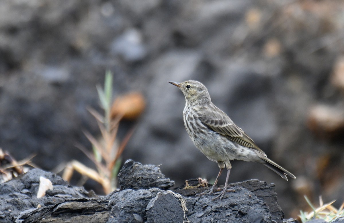 Rock Pipit - ML639044148
