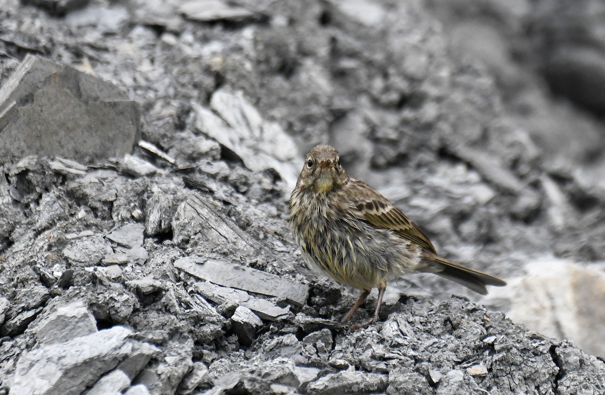 Rock Pipit - ML639044150