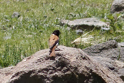 Black-headed Canary - ML639044158