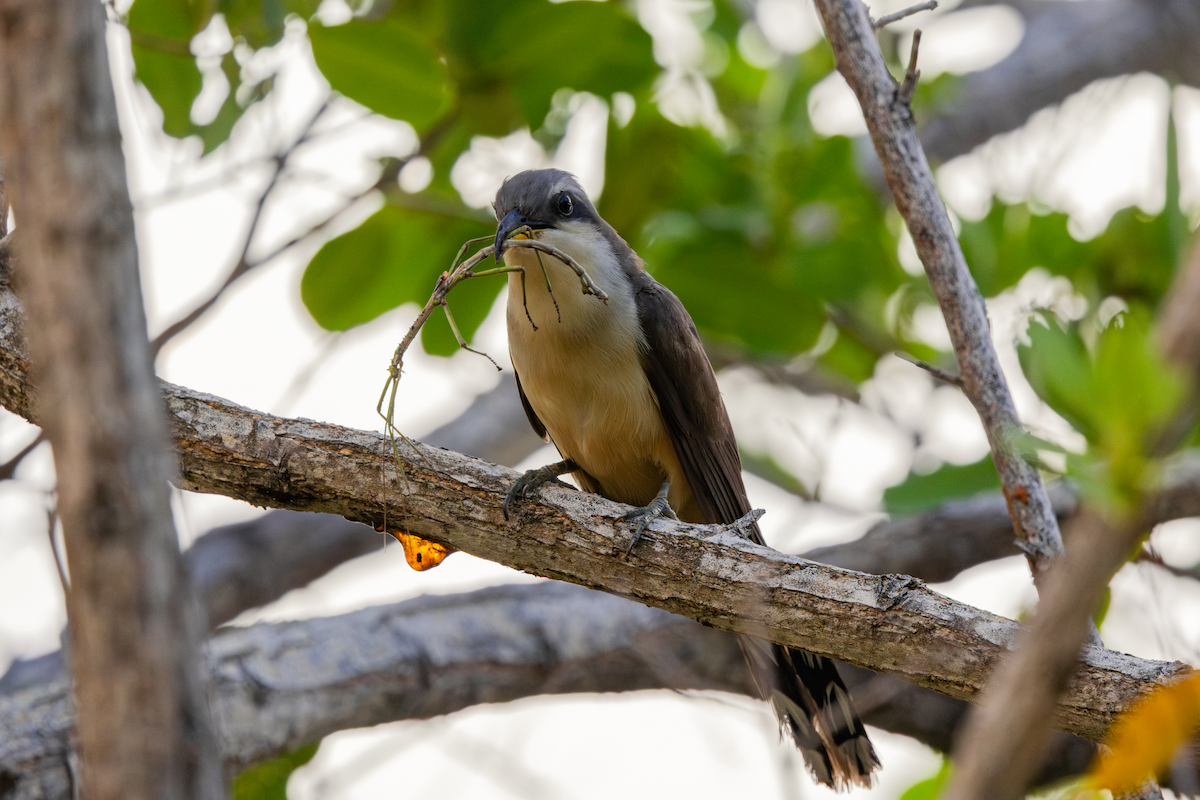 Mangrove Cuckoo - ML639044239