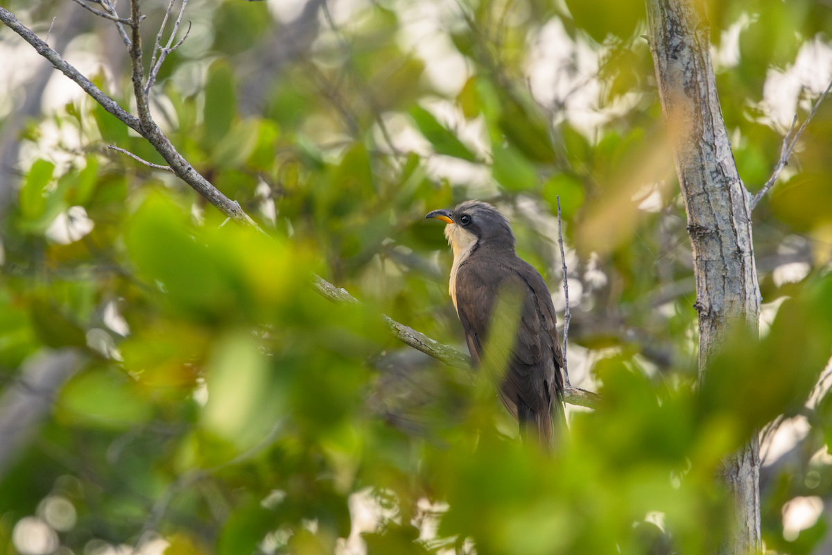 Mangrove Cuckoo - ML639044240
