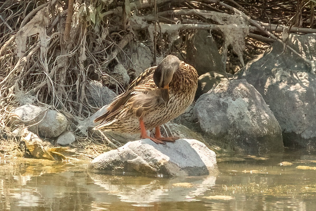 Mallard - ML639044351