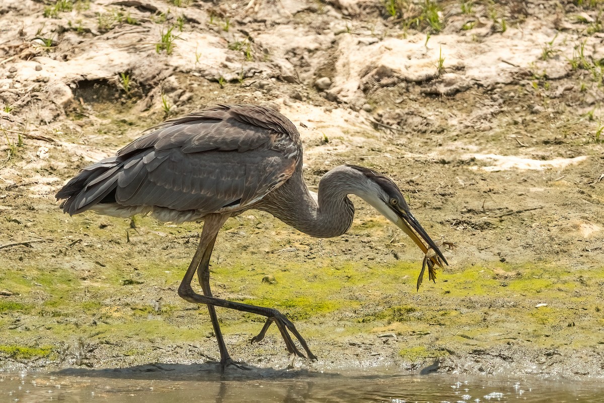 Great Blue Heron - ML639044356