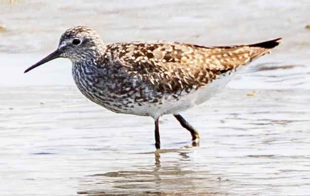 Lesser Yellowlegs - ML639044371