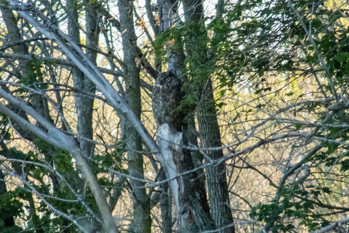 Great Horned Owl - ML639044420