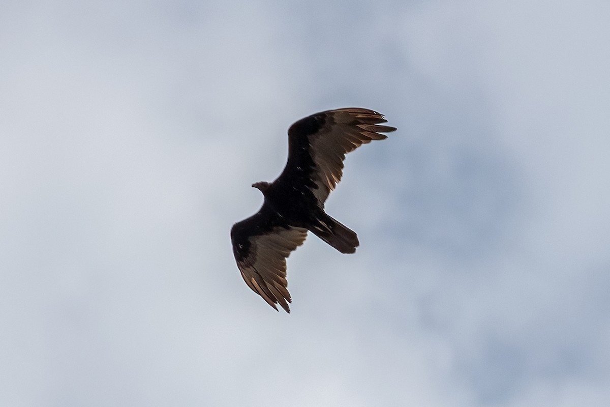 Turkey Vulture - ML639044435