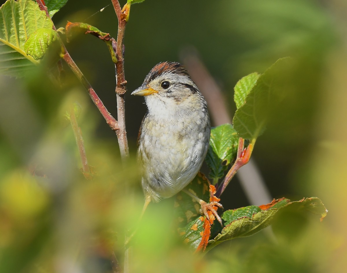 Swamp Sparrow - ML639044437