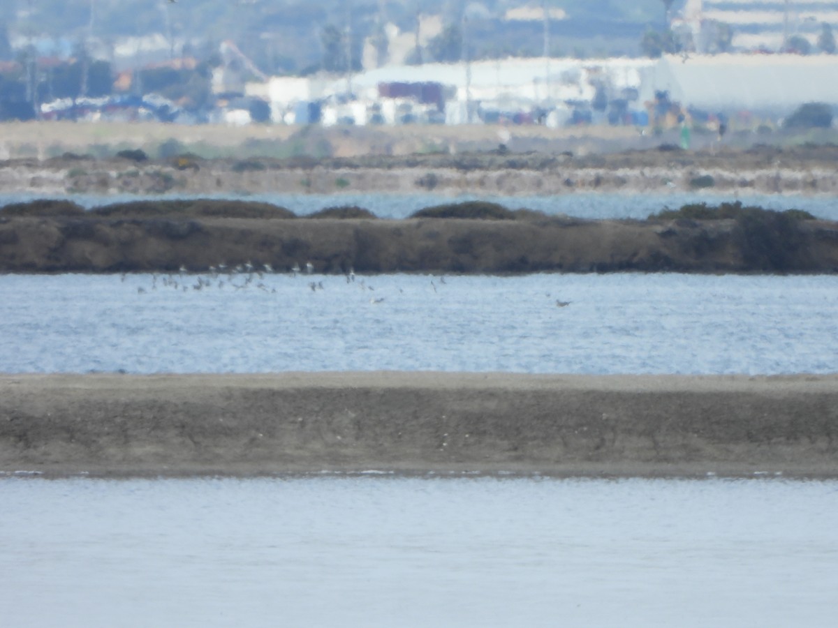Wilson's Phalarope - ML639044535