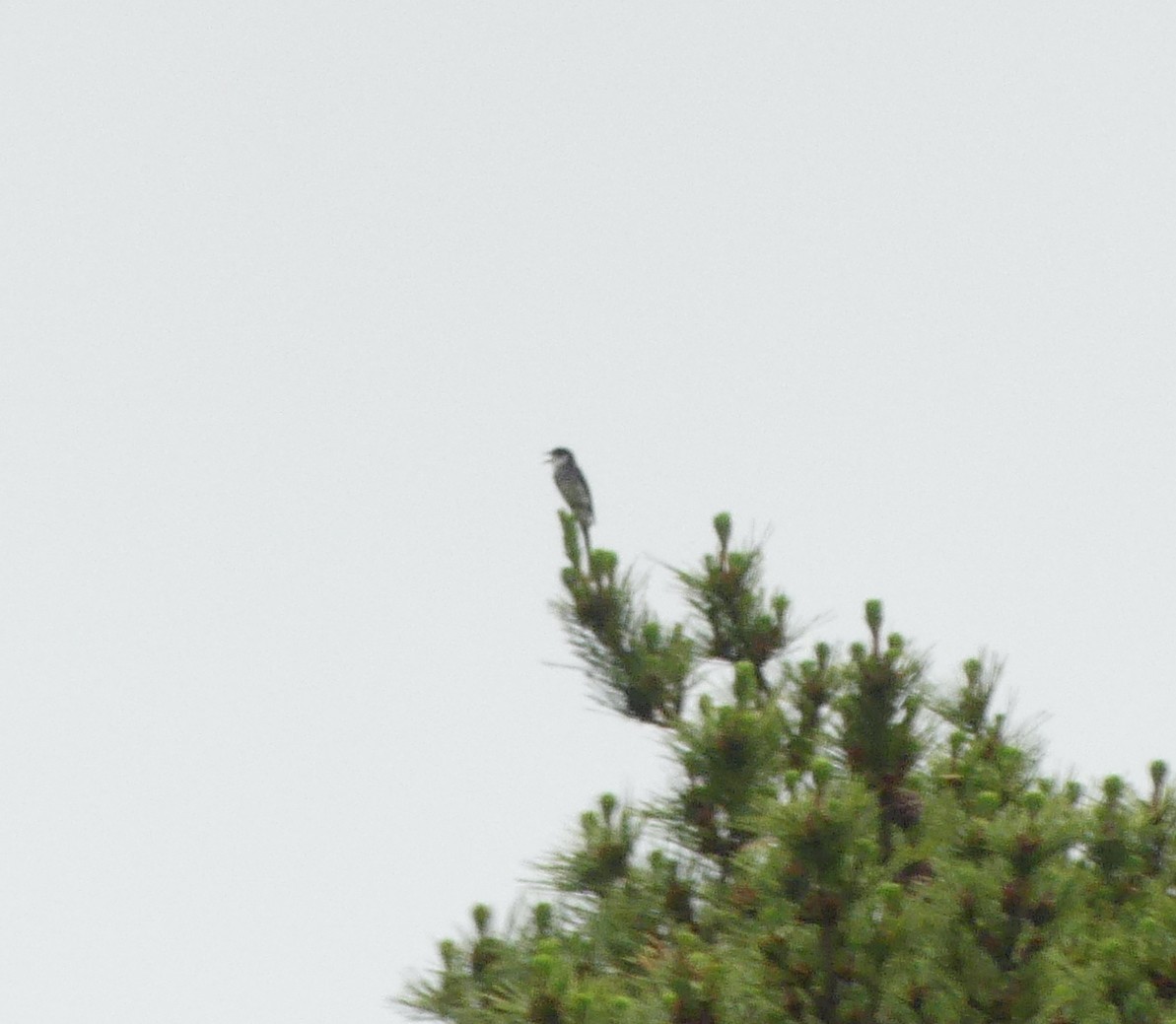 Ryukyu Minivet - ML639044567