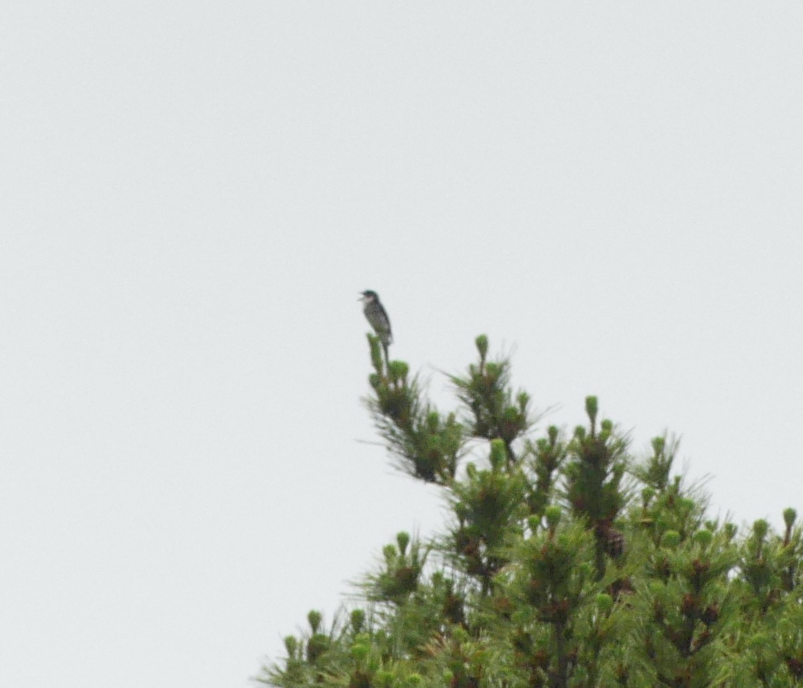Ryukyu Minivet - ML639044568
