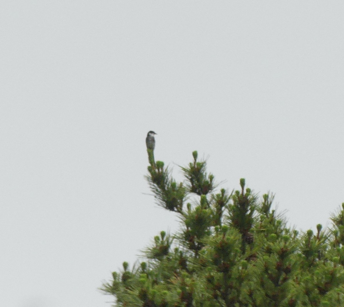 Ryukyu Minivet - ML639044569