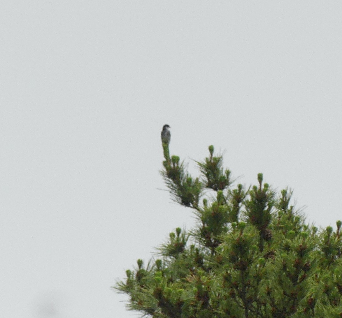 Ryukyu Minivet - ML639044570