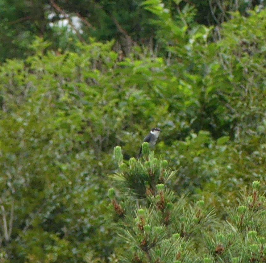 Ryukyu Minivet - ML639044572