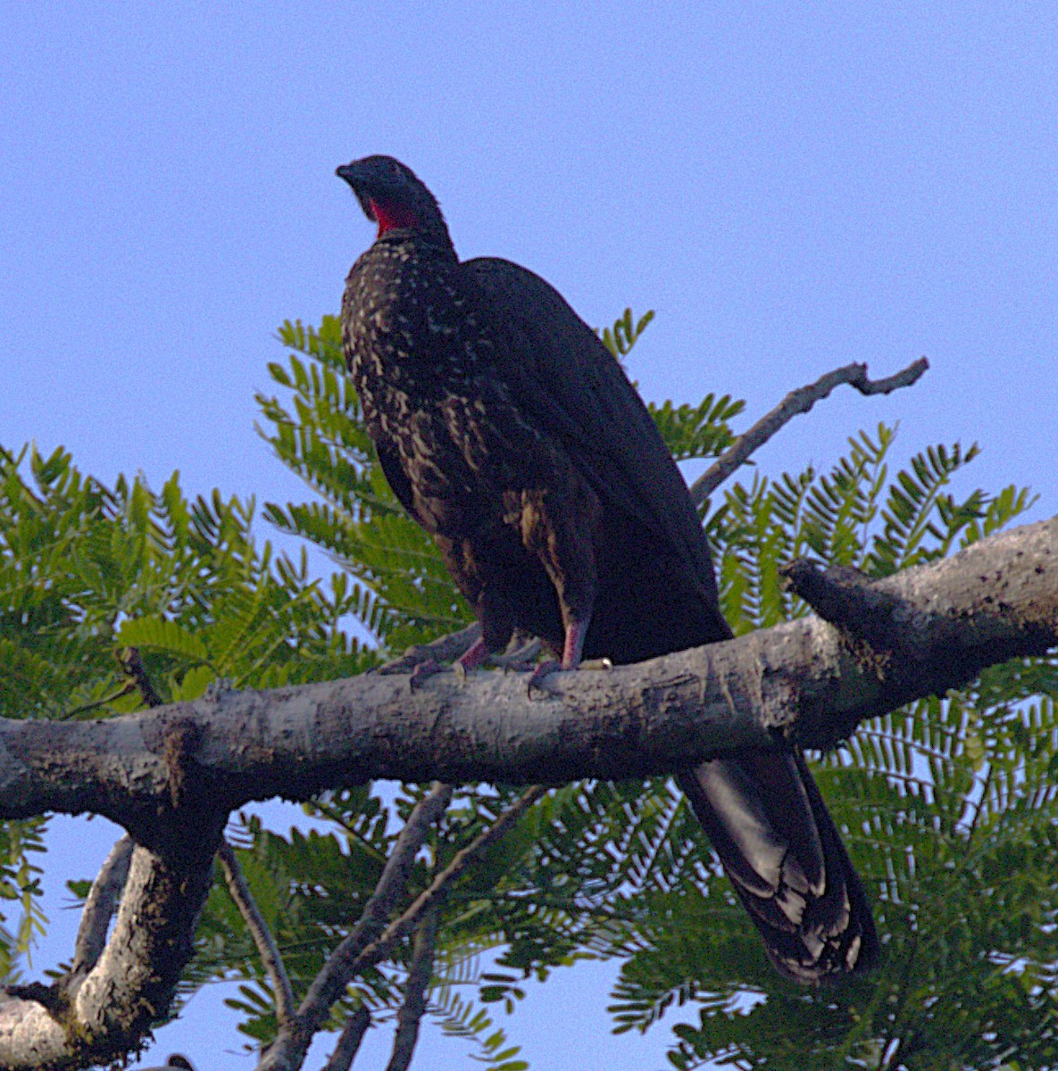 Crested Guan - ML639044589