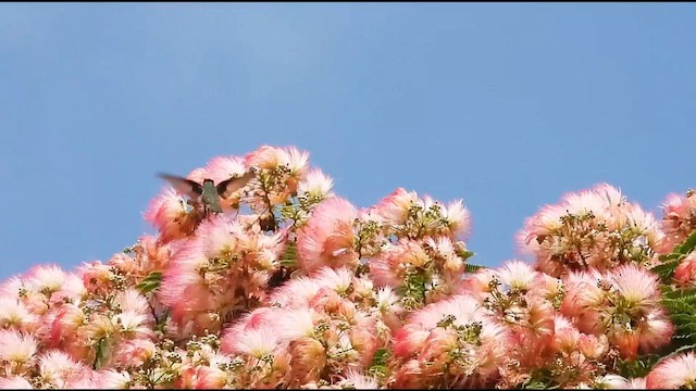 Ruby-throated Hummingbird - ML639044591