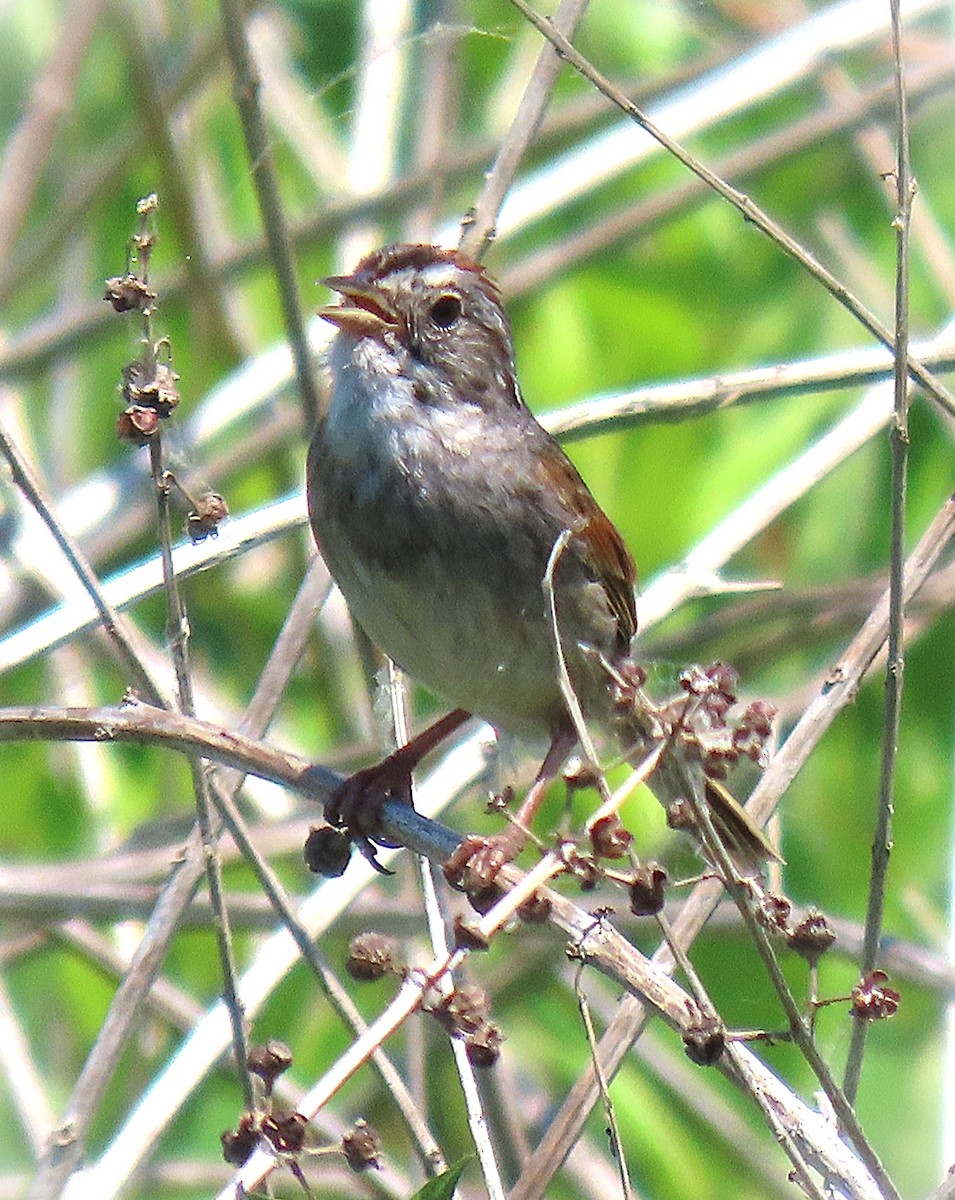 Swamp Sparrow - ML639044599
