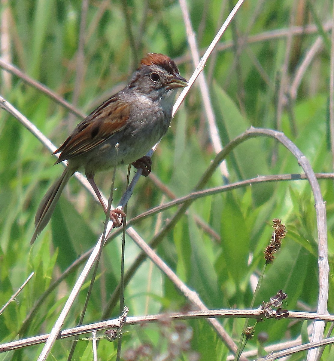 Swamp Sparrow - ML639044602