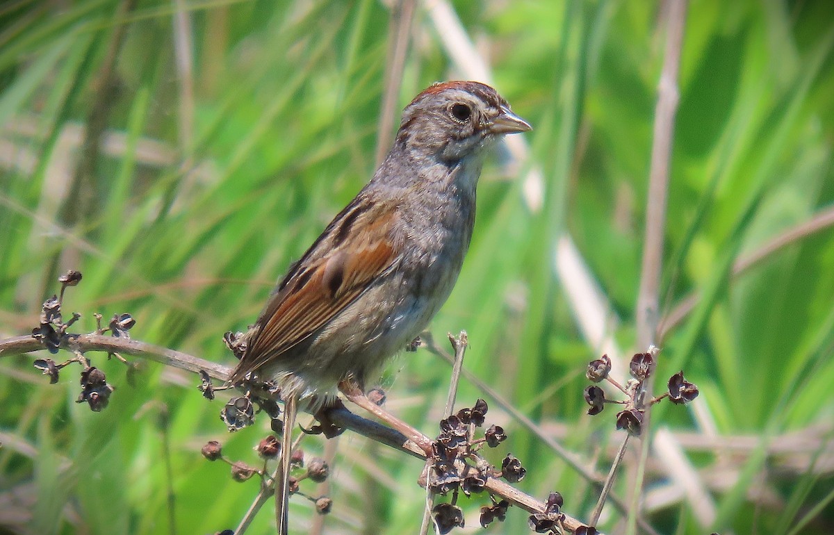 Swamp Sparrow - ML639044604