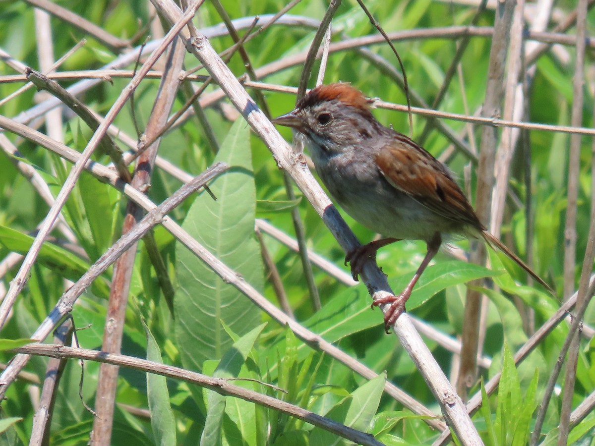 Swamp Sparrow - ML639044606