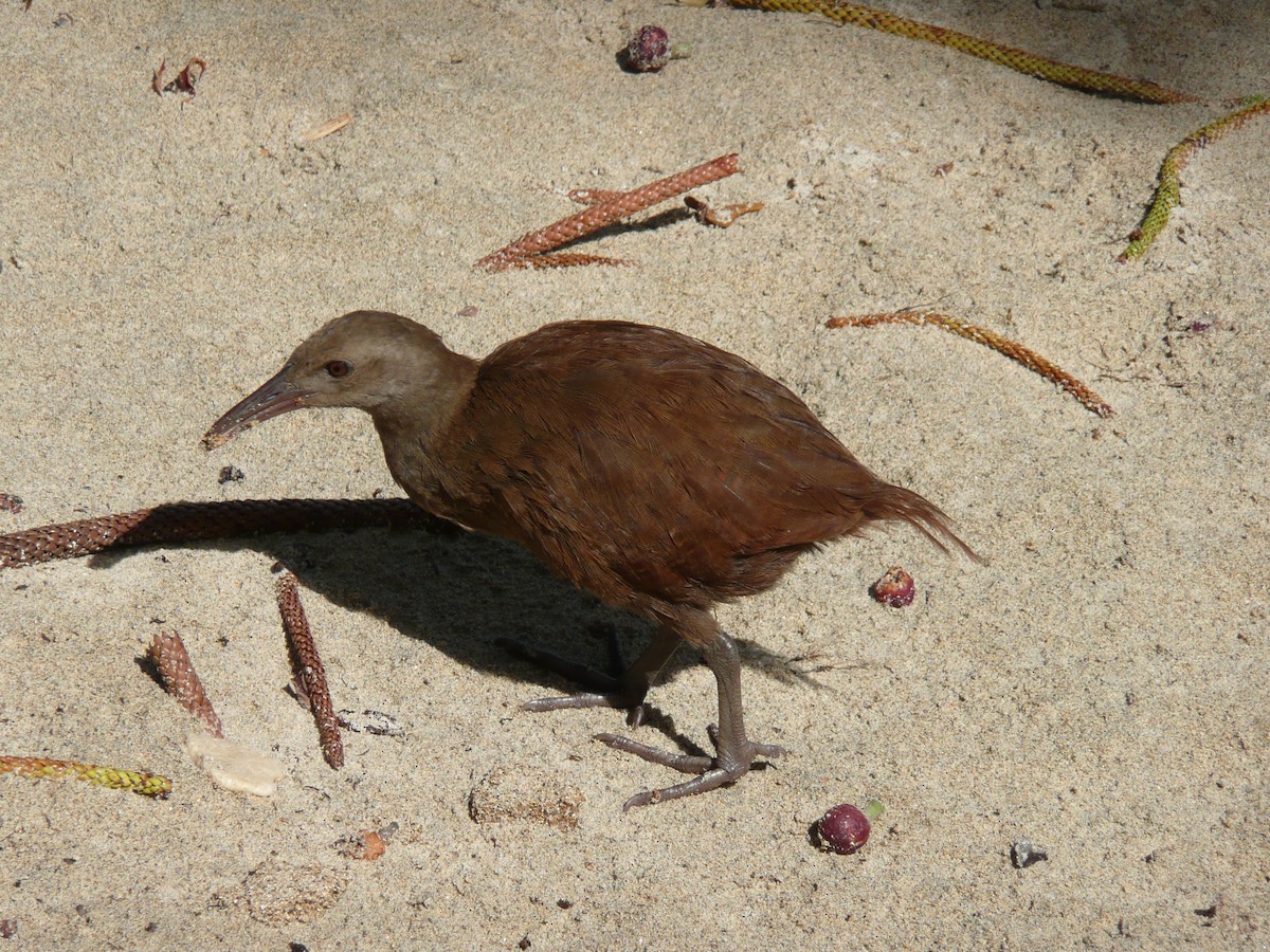 Lord Howe Rail - ML639044686