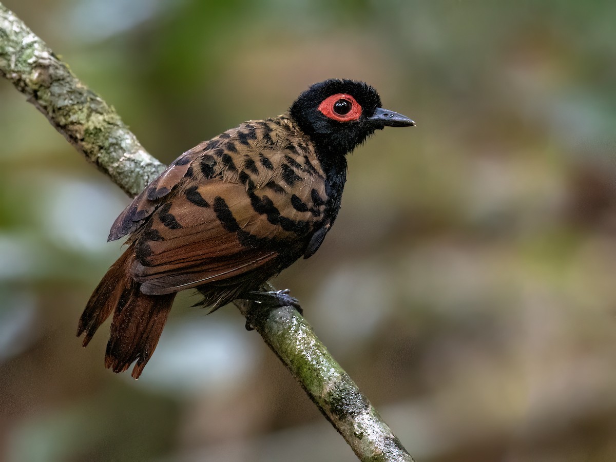 Black-spotted Bare-eye - Andres Vasquez Noboa