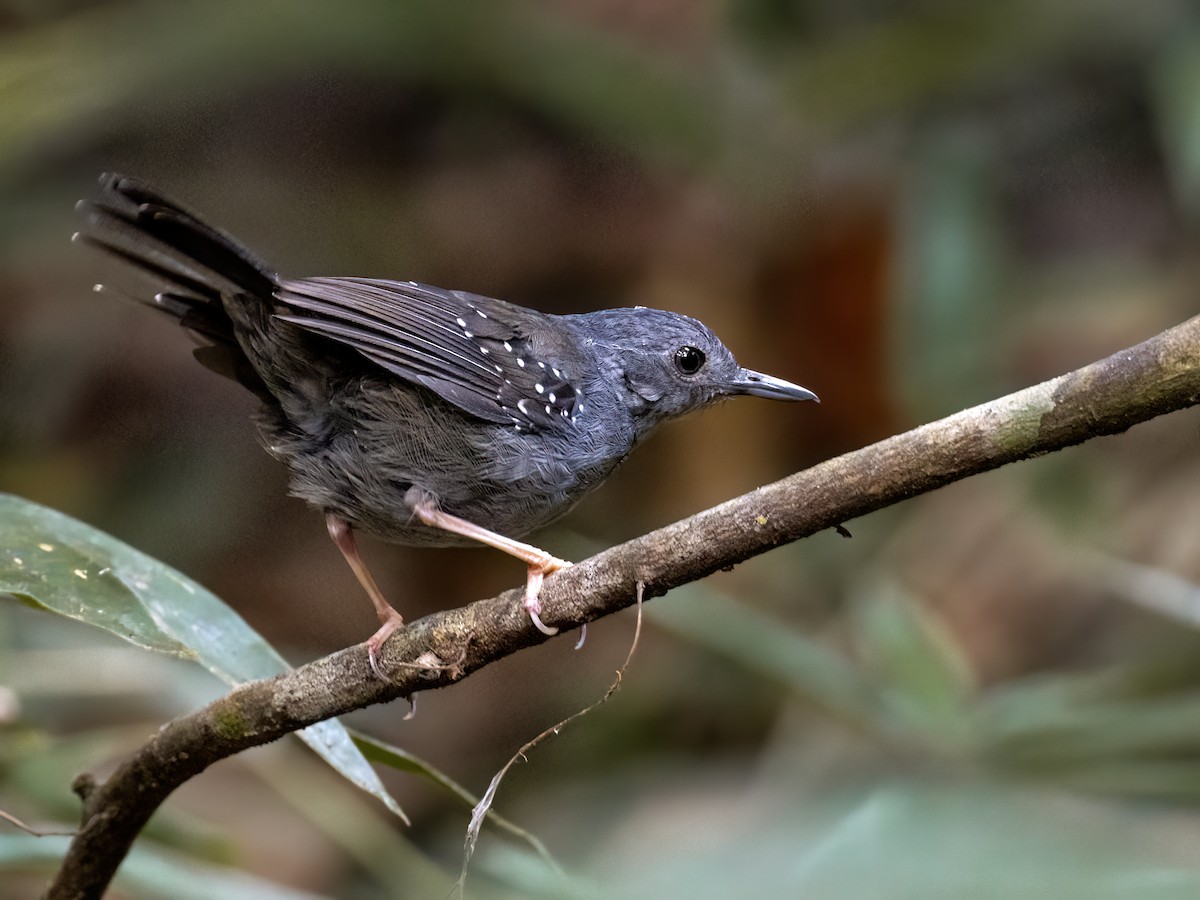 Rufous-faced Antbird - ML639044695