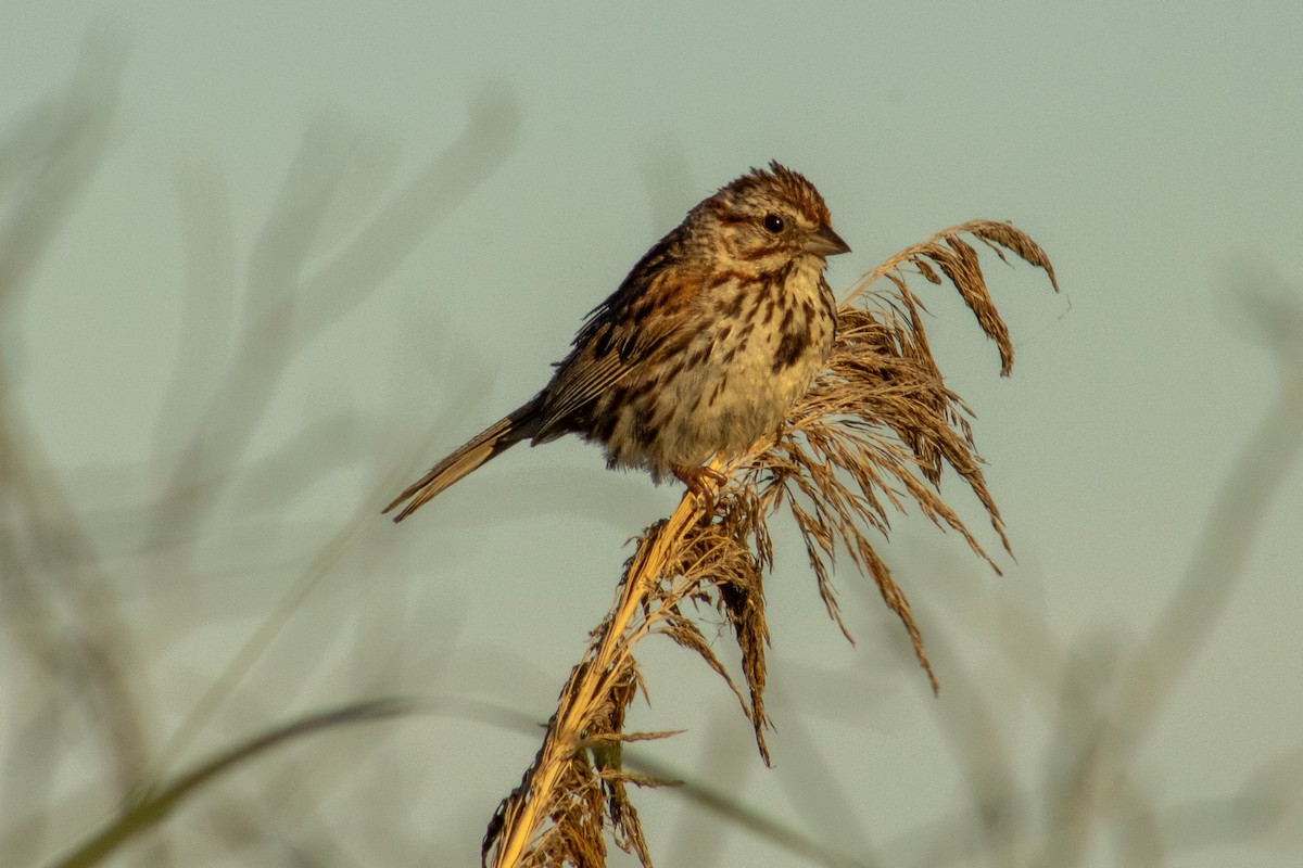 Song Sparrow - ML639044698