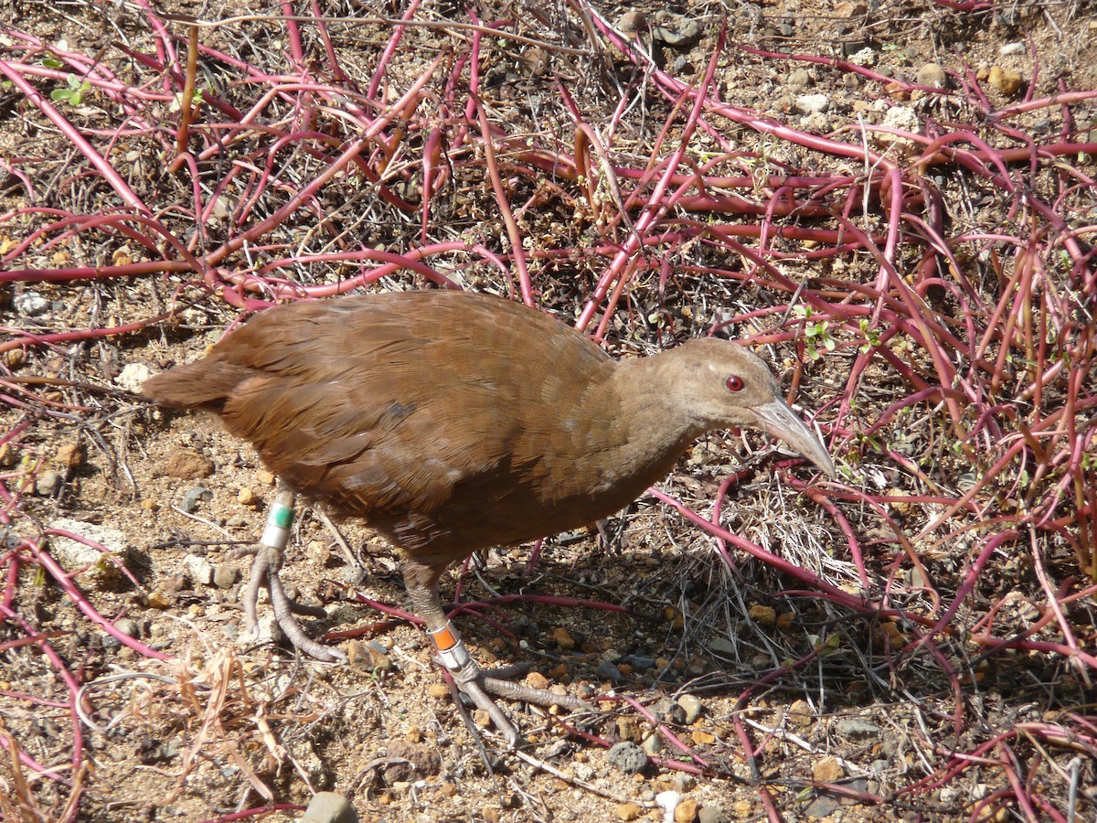 Lord Howe Rail - ML639044707