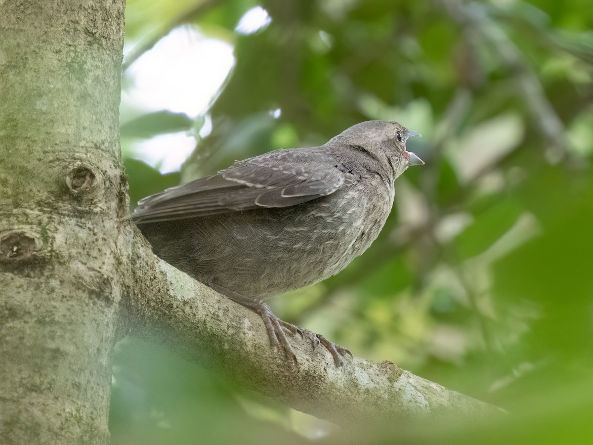Brown-headed Cowbird - ML639044715