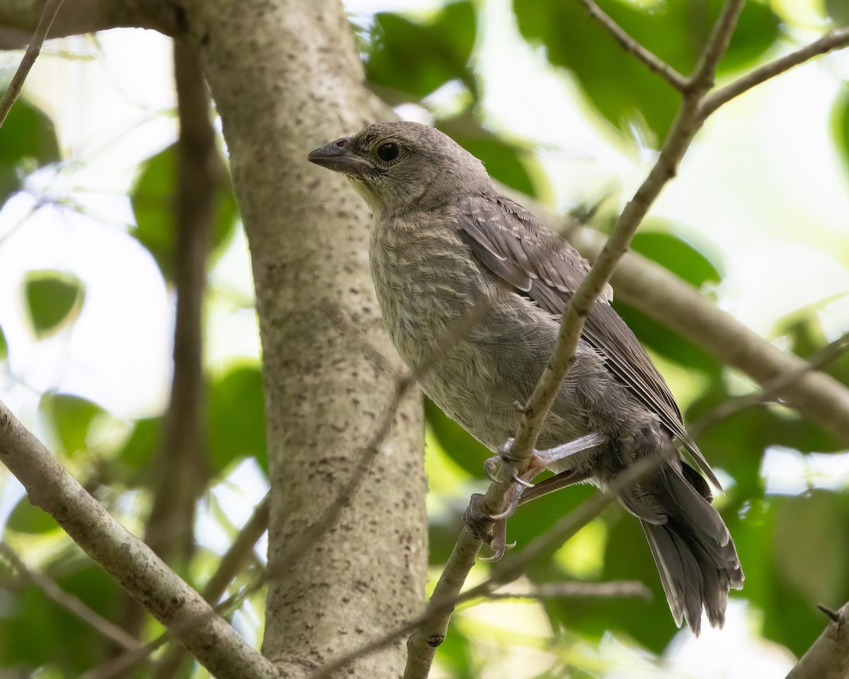 Brown-headed Cowbird - ML639044716